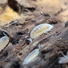 1000ct Live Dwarf White Isopods BULK – WHOLESALE – PACK – COMBO