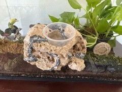 Reptile Magnetic Ledge With 5 Feeder Cups Small Desert