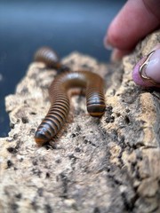 American Pinkfoot Millipede (Narceus americanus) – 2-4 in