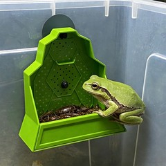 Vivarium Insect Feeder Wall Mount Suction Cup For Live Bait Lizard Small