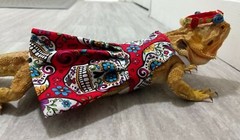 Bearded dragon Dress and flower crown, Red Sugar Skull