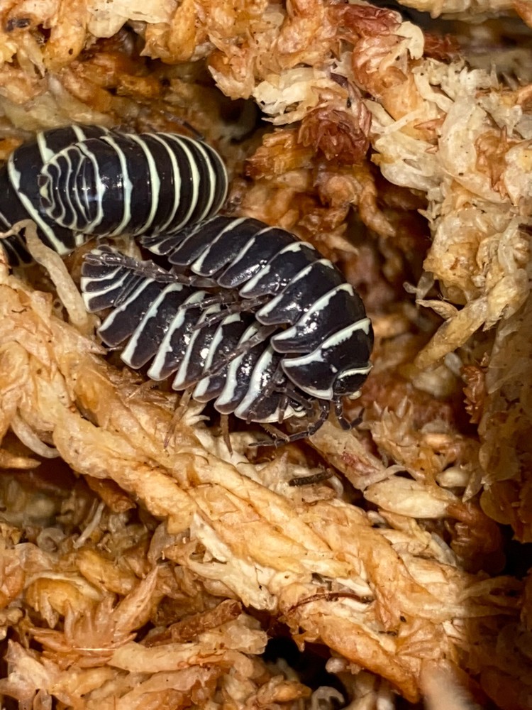 20+ Armadillidium Maculatum “Zebra” isopods
