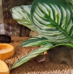 Reptile Terrarium Decor,Amphibian Habitat Decor,Artificial Plants for Crested…
