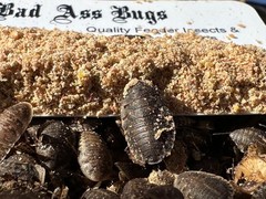 Large dubia roaches