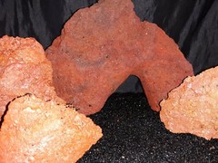 Reptile snake lizard fish aquarium Rock cave