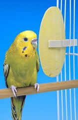 Penn Plax 6 Pack Mango Banana Flavored E Cuttlebones For Birds With Clips