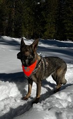 Blaze Orange Dog Bandana Reflective Collar High Visibility Pet Scarf Walking