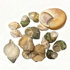 Natural Hermit Crab Shell Set Small To Medium Sizes Replacement Housing