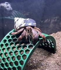 Hermit Crab Bridge Climbing Toys Tank Decoration Ornament Accessories Supplies