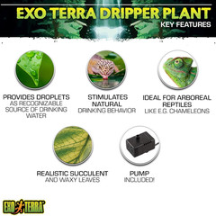 Dripper Plant, Large