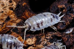 10 Ct Dairy Cow Isopods (Porcellio laevis) Healthy, Fast-Breeding Clean-Up Crew