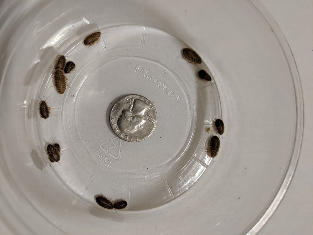 Small Dubia roaches, Medium Dubia roaches, Large Dubia roaches LAG Free shipping