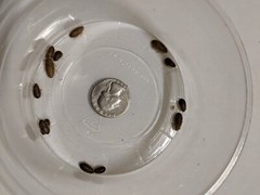 Small Dubia roaches, Medium Dubia roaches, Large Dubia roaches LAG Free shipping