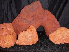 Reptile snake lizard fish aquarium Rock cave