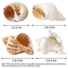 4 PCS Large Hermit Crab Shells 2~3.5Inch Natural Hermit Crab Shells 1~1.5Inch Op