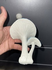 BLUE reptile magnetic mushroom feeder Ledge With 2 Beer Savers