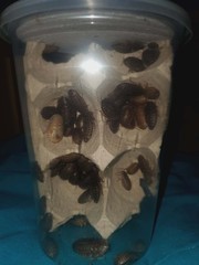 dubia roaches 100 count
