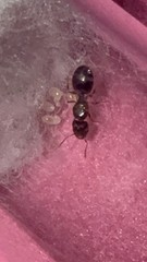 Pheidole navigans Queen Ant with Brood, 1-5q Colonies Available, FEEDER ONLY