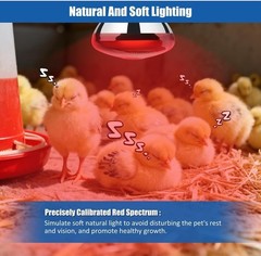 250W Heat Lamp Bulbs 1 Pack Infrared Heat Lamp for Chickens with E26 Socket a…
