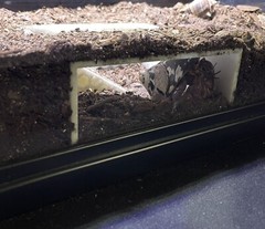 Hermit Crab Tank Decor Underground Hideout Cave Accessories Supplies Decorations