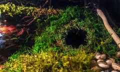 Galapagos Green Mossy Cave Reptile Corner Hide for Amphibians 4 and 6 Inch
