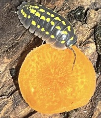 Gestroi Isopods (x50)