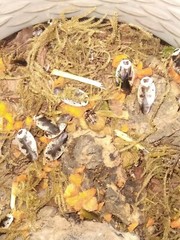 15+ Chrome Roach Nymphs (Gyna caffrorum)