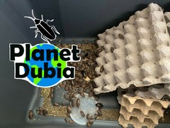 100 XL Feeder/Breeder Males Dubia Roaches