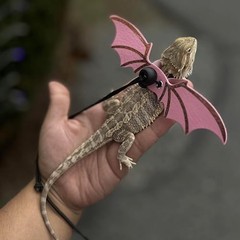 ADOGGYGO Bearded Dragon Leash Harness 3 Size Pack Pink Lizard Wing Walking Set