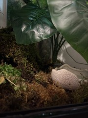 Thrive Vertical Hexagon Tropical Reptile Terrarium FULL SETUP