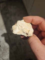 Calcium Rock for Your Reptiles Small, Animals Never Used In Tank.