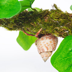 Hermit Crab Climbing Toy with Artificial Vines, 25 Inch Bendable Hermit Crab Sup
