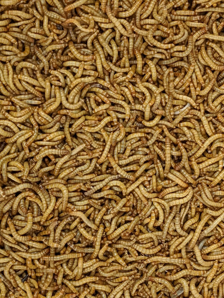 1100 – Live Mealworms