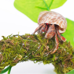 Hermit Crab Climbing Toy with Artificial Vines, 25 Inch Bendable Hermit Crab Sup