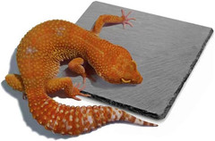 Reptile Basking Platform Rock Tortoise Habitat Accessories Slate Rocks for Repti