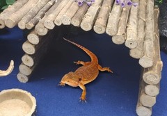 Hamiledyi Large Reptile Habitat Accessories