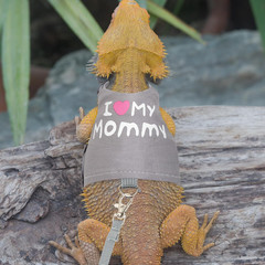 Bearded Dragon Harness and Leash Set – Cute Lizard Reptile Small Animal Adjustab