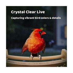 Smart Bird Feeder w/ Camera Solar 2K Live Stream AI Detect Wood