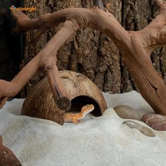 Natural 2 Pack Coconut Reptile Hideouts – Perfect for Lizard and Spider Comfort
