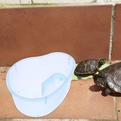 Turtle Cage Aquarium for Turtles Pet Supplies Small Reptile Tank