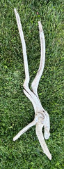 Large Natural Driftwood for Fish & Reptile Aquariums, Crafts, Decor 36x16x7