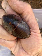 15ct Cuban Horseshoe Crab Roach (H. roseni)- Rare Cockroach Collector Species