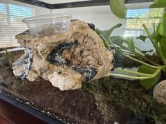 Reptile Magnetic Ledge With 5 Feeder Cups Small Desert