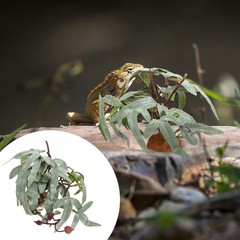 Simulated Plant Green Plants for Reptile Terrarium Aquarium Artificial