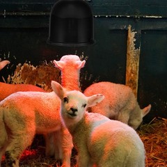 2 Set Livestock Thermal Lampshade Chicken Coop Heat Cage Bearded