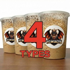 TC INSECTS Fruit Fly Combo | 4 Species Hydei, Melanogaster, Golden, Normal