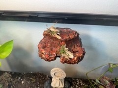 Magnetic Rock Ledges For Terrariums And Cages (Limited Edition) Small LAVA
