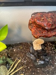 Magnetic Rock Ledges For Terrariums And Cages (Limited Edition) Small LAVA