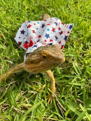 Bearded Dragon Patriotic Dress