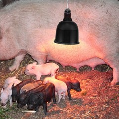 2 Set Livestock Thermal Lampshade Chicken Coop Heat Cage Bearded